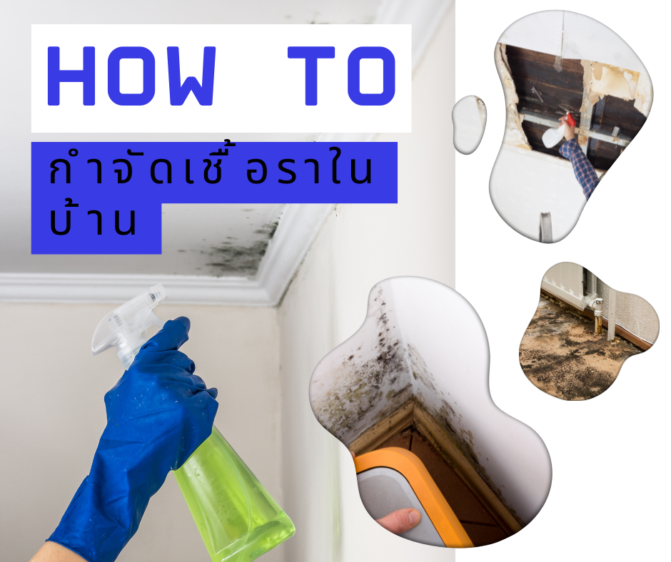 how to remove mold in house